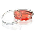 60mm Dia. x 15mm Hgt. Sterile Clear Polystyrene TC-Treated Diamond® SureGro™ Cell Culture Dish with Gripping Ring - 10 per Bag; 50 Bags per Case