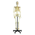 Life-Sized Full Body Human Skeleton Model - Pelvic-Mounted Stand & Wheeled Base