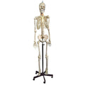 Life-Sized Full Body Human Skeleton Model with Flexible Spine - Pelvic-Mounted Stand & Wheeled Base