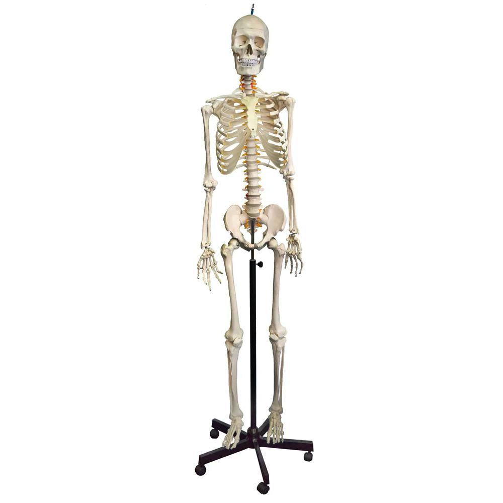 Life-Sized Full Body Human Skeleton Model with Flexible Spine - Pelvic-Mounted Stand & Wheeled Base