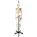 Life-Sized Full Body Human Skeleton Model with Painted Muscles - Ring-Mounted Hanging Stand & Wheeled Base